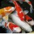 Karpis KOI, ~18-20 cm, 1 vnt
