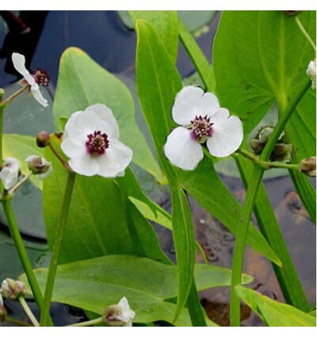 Strėlialapė papliauška (Sagittaria sagittifolia) 
