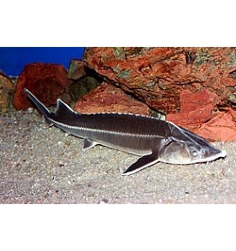 Erškėtas sterlė, ~30 cm, 1 vnt
